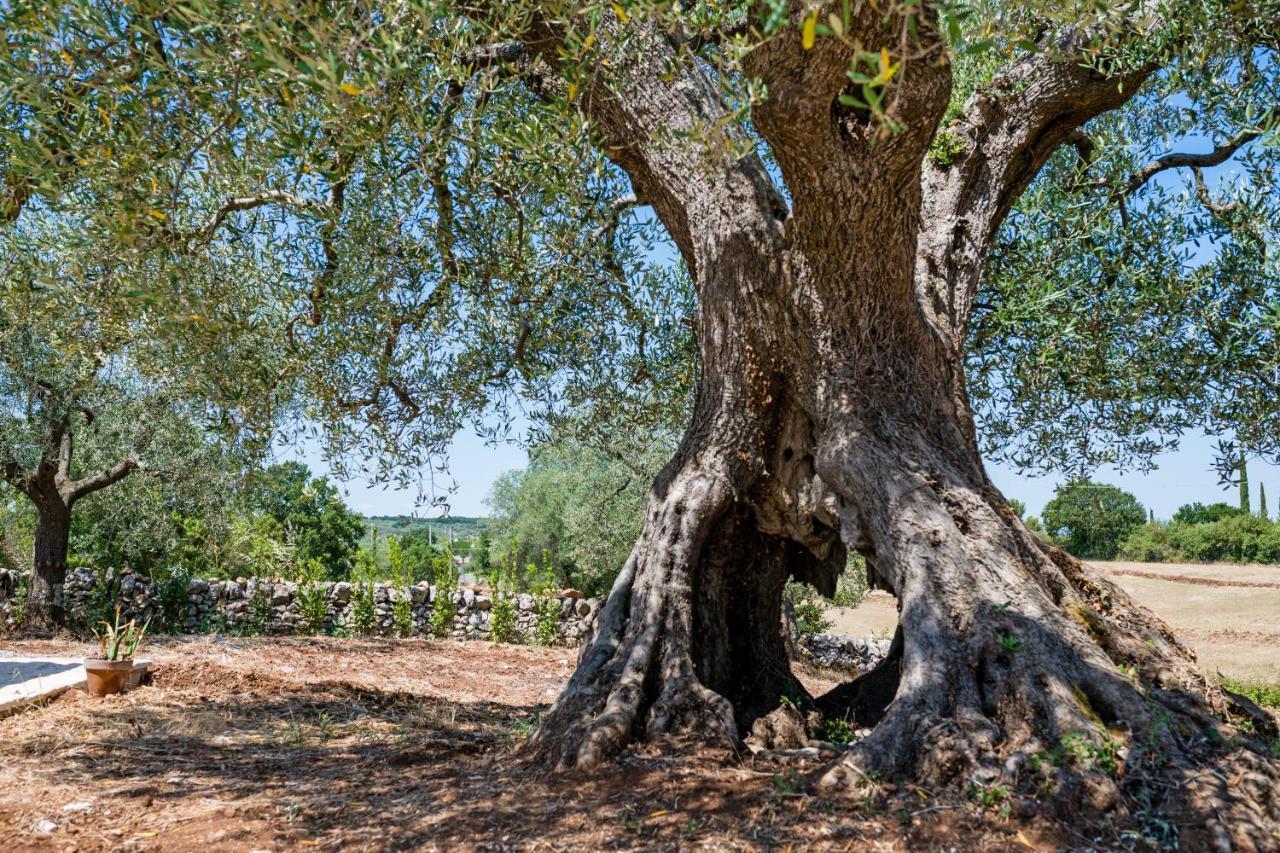 Willa Il Trullo Della Rondinina Alberobello Zewnętrze zdjęcie